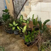 خانه گل و گیاه آنلاین زرند