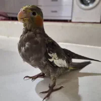 عروس هلندی دوماهه