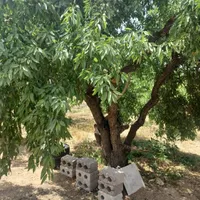 باغ وزمین کشاورزی ۷۵۰متری|فروش دفتر صنعتی، کشاورزی، تجاری|فولادشهر, زاینده رود|دیوار