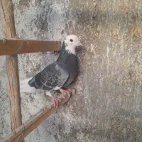 کفتر