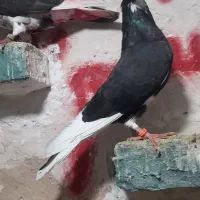 کفتر پرشی غریب گیری|پرنده|اسلامشهر, شهرک امام حسین (میان آباد)|دیوار