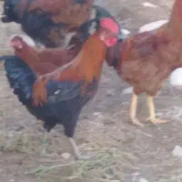 خروس|پرنده|کوهدشت, |دیوار