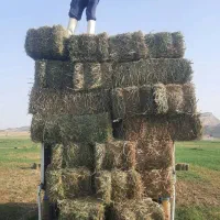 باربری وانت نیسان بار کرایه ای تلفنی شهرستان تهران|خدمات حمل و نقل|مرودشت, ژیان|دیوار