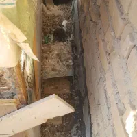 کبوتر|پرنده|شیراز, چشمه سید صفری|دیوار