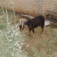 دو عدد کهره نرو ماده