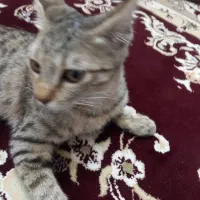 واگذاری گربه نازودستی