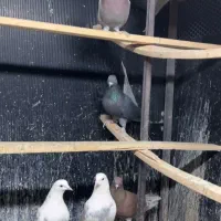 کفتر کبوتر|پرنده|تهران, حکیمیه|دیوار