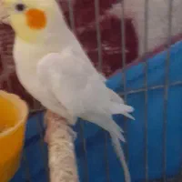 لوتینو‌نر‌اماده