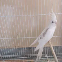 عروس هلندی و گرینچیک|پرنده|چابهار, |دیوار