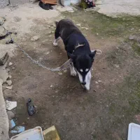 سگ هاسکی|سگ|رشت, لاکان|دیوار