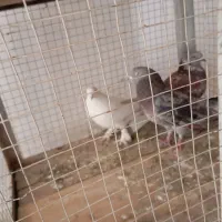 کفتر|پرنده|شهریار, شهرک وائین|دیوار