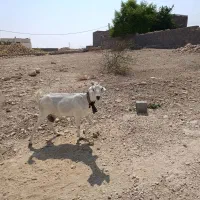 بز و کهره سومالی