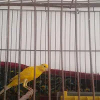 قناری|پرنده|قزوین, |دیوار