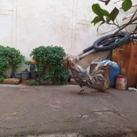 خروس لهستانی اصل