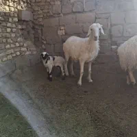 میش بره نر جوان|حیوانات مزرعه|نگار, |دیوار