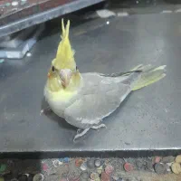 عروس هلندی سرلاکی