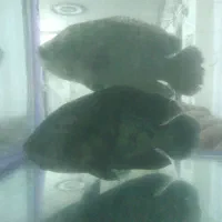 ماهی و آکواریوم|ماهی|اندیشه, شهرک کوثر|دیوار