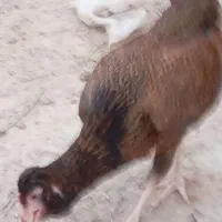 مرغ و خروس|حیوانات مزرعه|سعدآباد, |دیوار