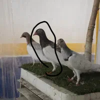 یهودی سرور|پرنده|بهبهان, |دیوار