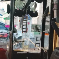 پرنده سرای امیرعلی قناری ماده اماده بانرمستخون