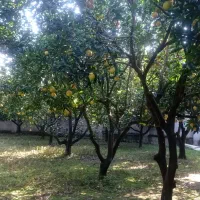 پرتغال و نارنج