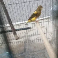 قناری|پرنده|شیراز, شهرک مهدی‌آباد|دیوار