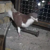 کفتر