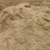 کاه گندم