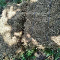 یونجه و علف