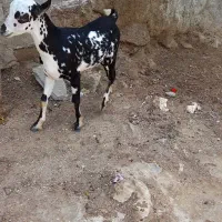 نری خوش رنگ و زرنگ
