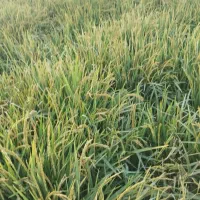 فروش شلتوک پاک ودانه پر بازدید سر زمین|خدمات باغبانی و درختکاری|شوشتر, |دیوار
