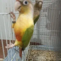 جوجه گرینچیک