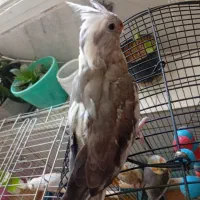 عروس هلندی ماده
