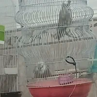 تعدادی عروس هلندی|پرنده|قشم, |دیوار