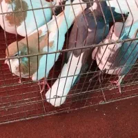 کفتر شهری.  دمبی. پلاکی