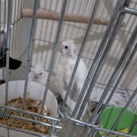 ۳جفت عروس هلندی مولد دوکت