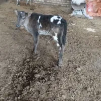 گوساله ریز شیری