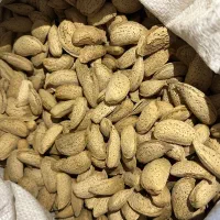 بادام درشت کاغذی
