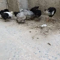 جوجه گلین|حیوانات مزرعه|خورموج, |دیوار