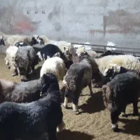 بره|حیوانات مزرعه|ورامین, خورین|دیوار