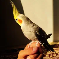 ۳ عدد عروس هلندی|پرنده|نسیم‌شهر, |دیوار