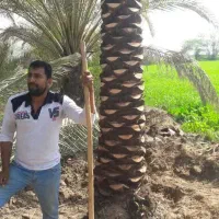 حراج نخل خرما مثمر و غیر مثمر کوچک و بزرگ|حراج|اصفهان, امین‌آباد|دیوار