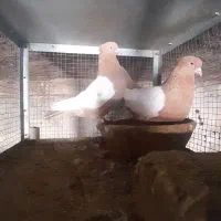 یک جفت،سینه،زرد،دوکت،سفید|پرنده|شیراز, شهرک صنعتی شیراز|دیوار