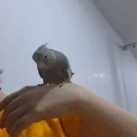 جوجه عروس دونخور