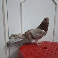 کبوتر نوک قنار نر|پرنده|تهران, وصفنارد|دیوار