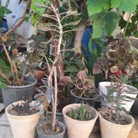 گل وگیاه|گل و گیاه طبیعی|اصفهان, کوجان|دیوار