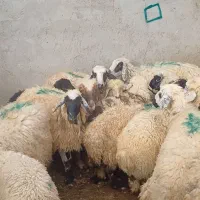 ۱۰ راس میش زاییده فروشی