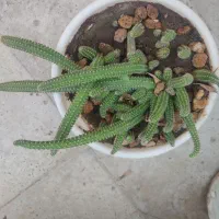 فروش گل|گل و گیاه طبیعی|قدس, شهر‌قدس|دیوار