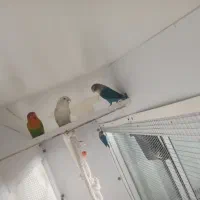 طوطی برزیلی جفت مولد سه جفت|پرنده|بهار, |دیوار