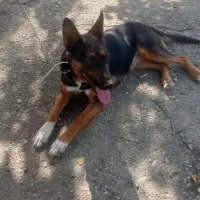 سگ ژرمن شپرد و افغانی اصیل،واگذاری|سگ|مشهد, ویلاشهر|دیوار